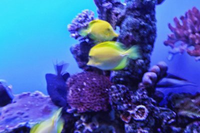 Yellow Fish and Purple Coral Art