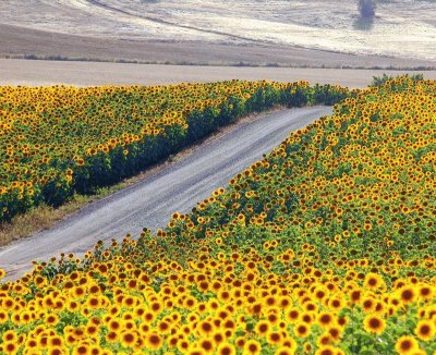 Caminho de Girasol