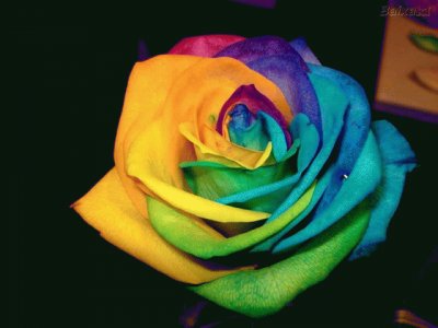 Multi colored Rose