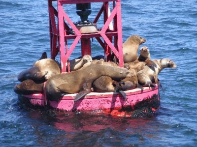 פאזל של Seals on Bouy-Dana Point