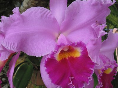 OrquÃ­dea 1