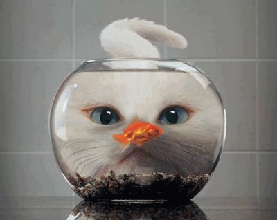 Cat in bowl