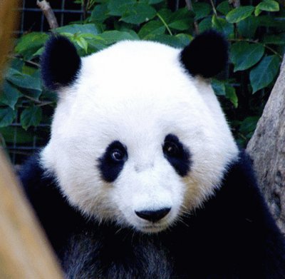 Mei Sheng Giant Panda-San Diego Zoo