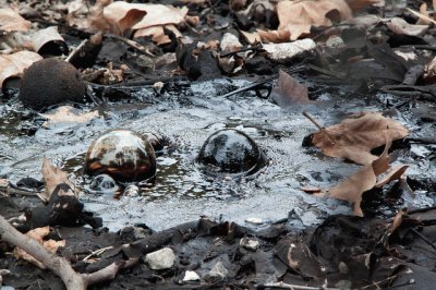 La Brea Tar Pits- Close up