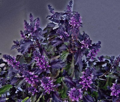 Purple Ruffle Basil Plant