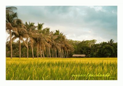 paisaje dominicano