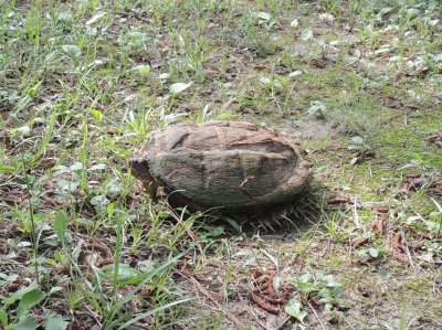 Snapping Turtle