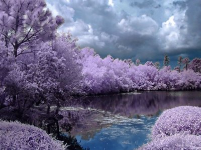 Purple Lake