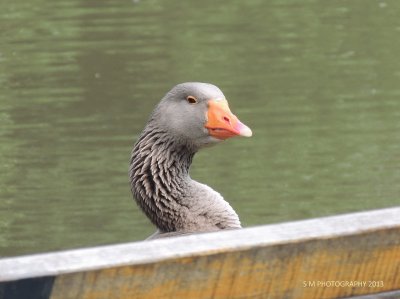 Peek-A-Boo Goose