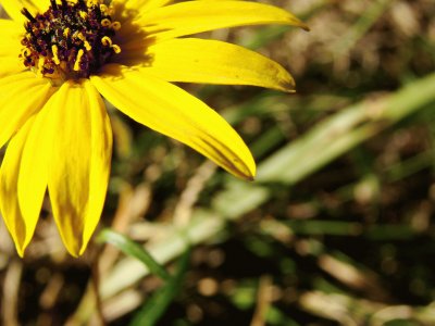 Yellow Daisy