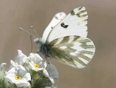 Borboleta Branca