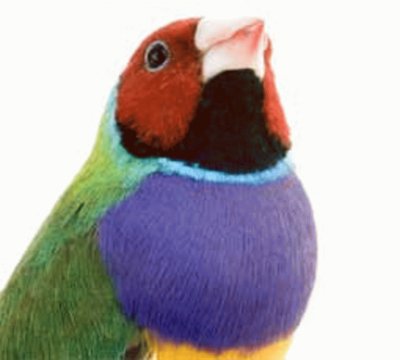 gouldian finch