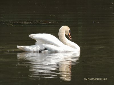 Swan