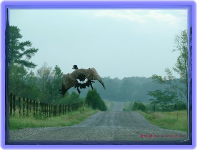 Goose Flying