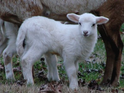 Lamb