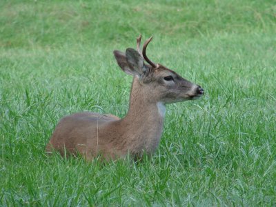 Resting Buck