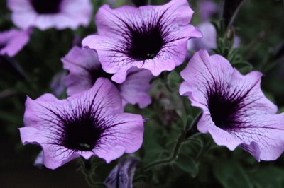 Three Gramophone Flowers