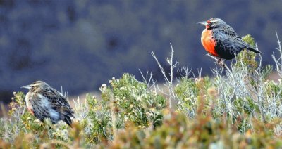 Pechitos colorados