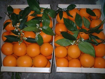 פאזל של Fresh Valencia Oranges-Valencia