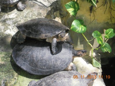 Tortugas