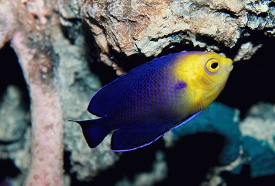 Cherub Pygmy Angel Fish