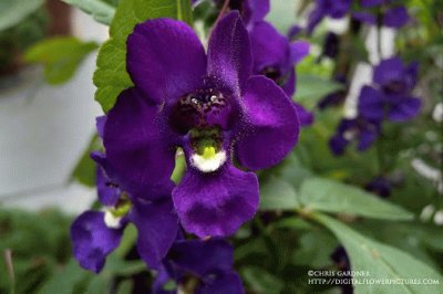 Summer Snapdragon