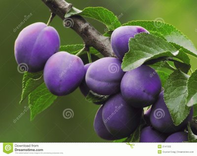 Italian Plum Tree