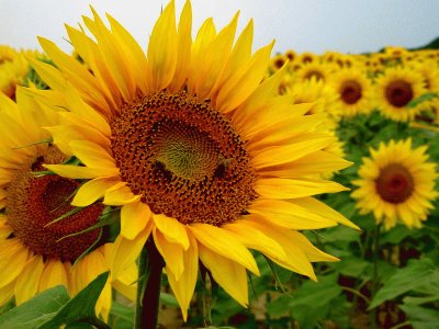 GIRASOLES