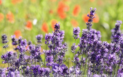 Lavanda