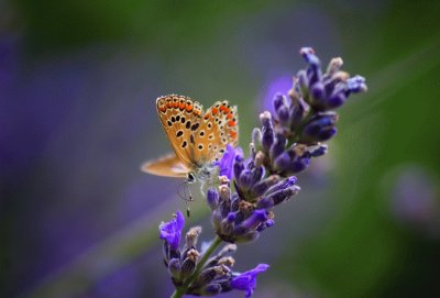 Lavanda amb papallona