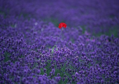 Lavanda amb rosella