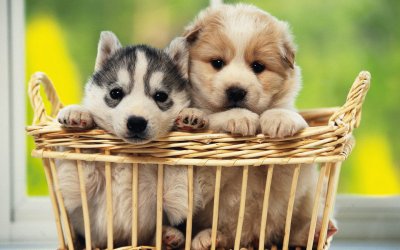 Husky siberians