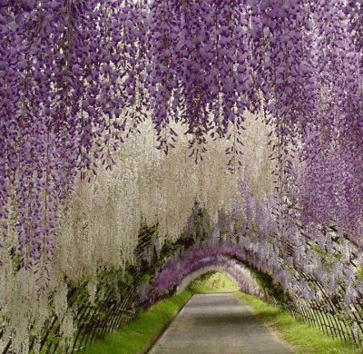 TÃºnel de GlicÃ­niasno jardim de Kawachi Fuji no JapÃ£o, JapÃ£o