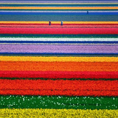 Campos de Tulipas na Holanda