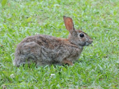 Munching Bunny