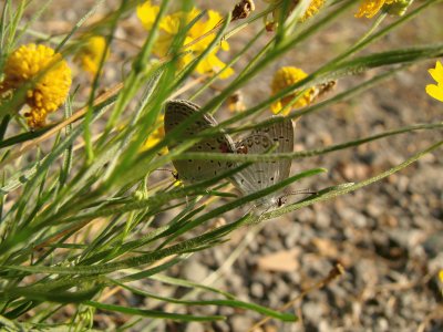 Butterflies