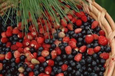 Acai Berries-Great for Weight Loss