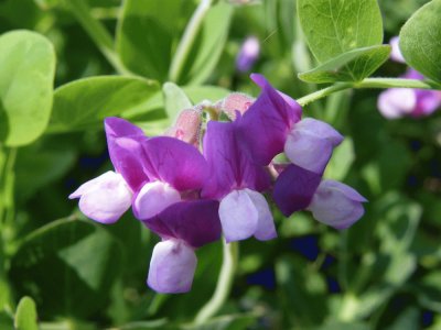 Wild Sweet Peas