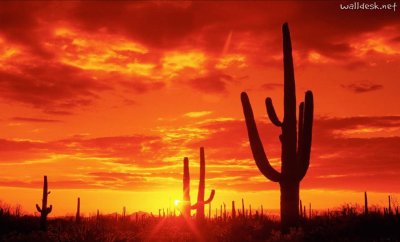 Arizona Desert Sunset