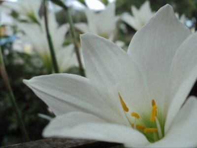 Flor da minha janela