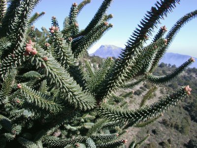 Abies pinsapo, Yunquera-Tolox, MÃ¡laga. Espanha