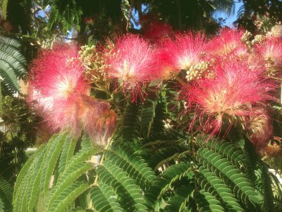 Albizia julibrisin