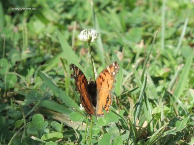 Butterfly