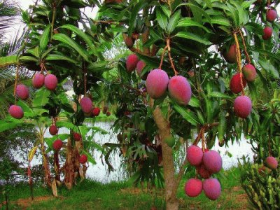 Mango Tree