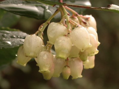 Arbutus unedo. Ervedeiro. Serra do Caurel, Ourense