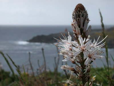 Asphodelus albus. Abrotia. Cabo Home. Galiza