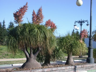 Beaucarnea sp. Estepona. Espanha