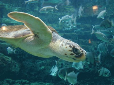 Sea Turtle