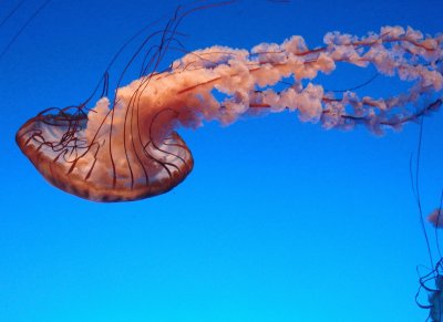 פאזל של Jelly Fish