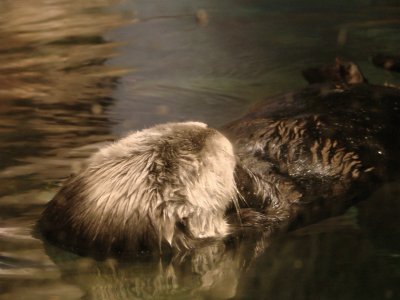 פאזל של Otter